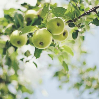 Visuel de pommes pour la gamme Pomme