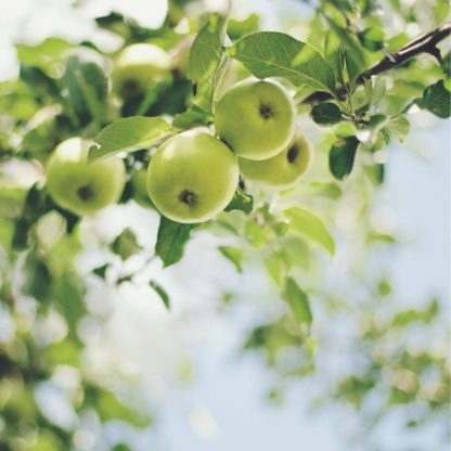 Image de pommes sur une branche