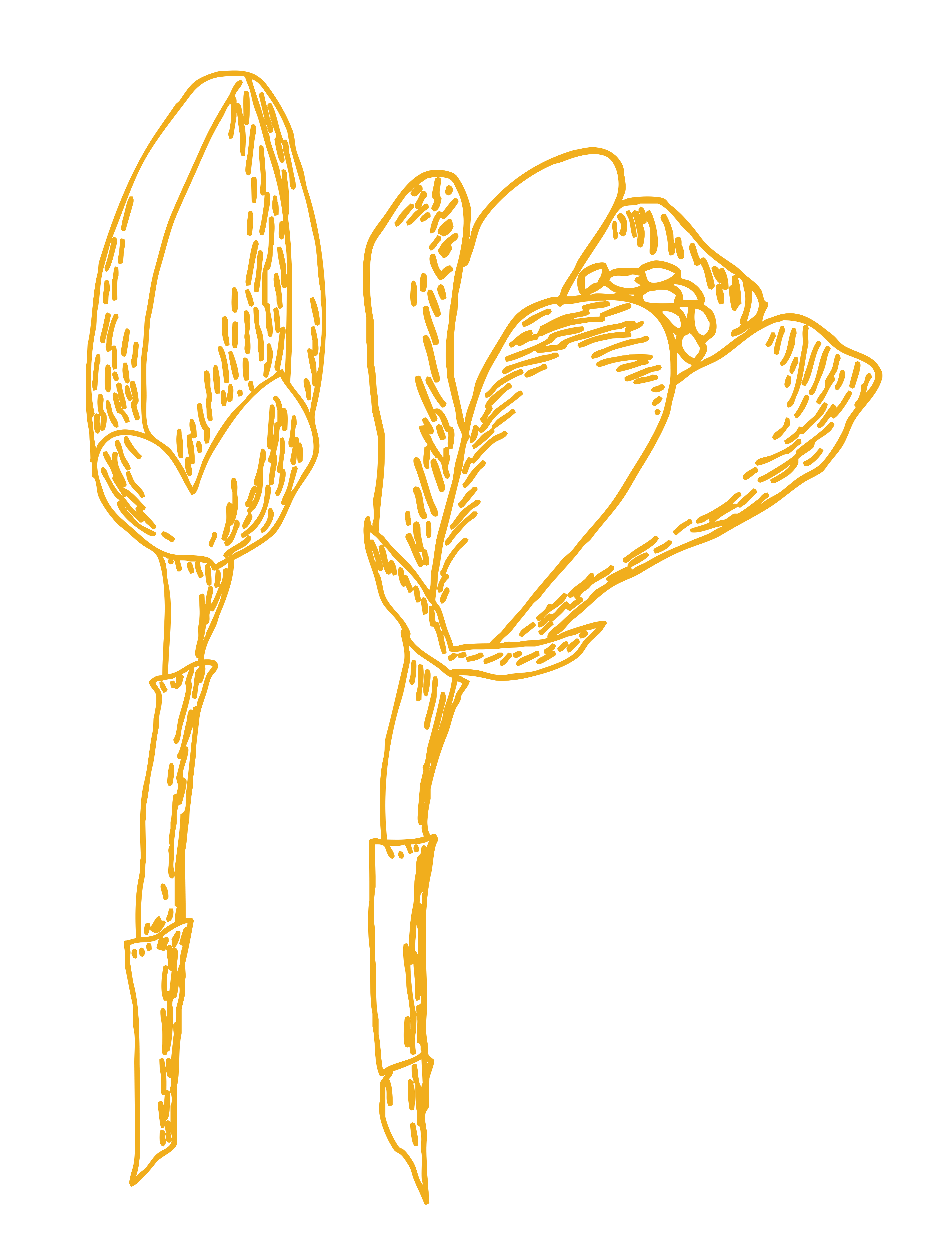 Fleur oranger